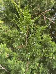 Juniperus virginiana
