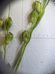 Dichanthelium perlongum