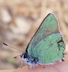 Callophrys affinis
