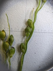 Dichanthelium perlongum