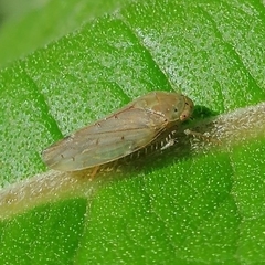 Polana