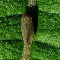 Polana