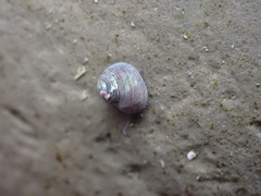 Calliostoma ligatum