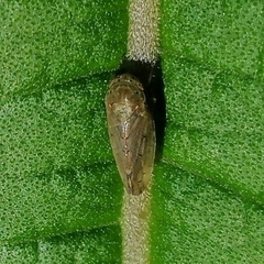 Polana