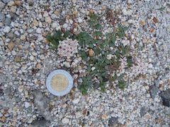 Asclepias euphorbiifolia