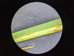 Puccinia dioicae