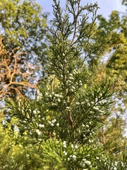 Juniperus virginiana