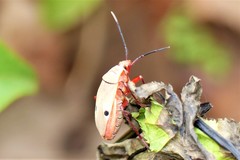 Probergrothius nigricornis