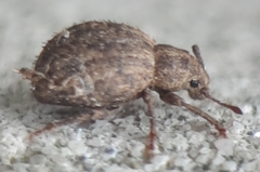 Myosides seriehispidus