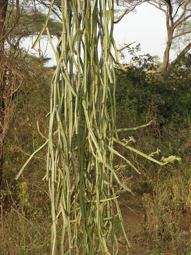 Single-stemmed Wild Grape
