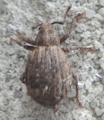 Myosides seriehispidus