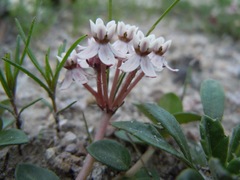 Asclepias euphorbiifolia
