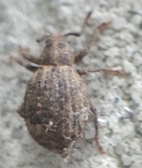 Myosides seriehispidus