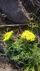 Lomatium caruifolium