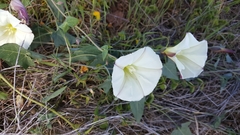 Calystegia purpurata