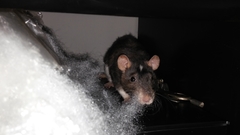 Rattus norvegicus domestica