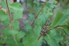 Monochamus marmorator