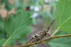 Monochamus marmorator