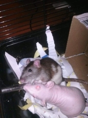 Rattus norvegicus domestica