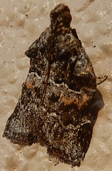 Satole ligniperdalis