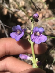 Penstemon pachyphyllus