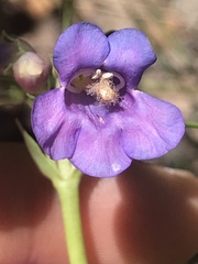 Penstemon pachyphyllus