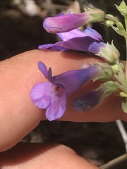 Penstemon pachyphyllus