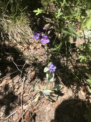 Penstemon pachyphyllus