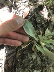 Penstemon pachyphyllus