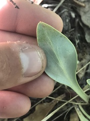 Penstemon pachyphyllus