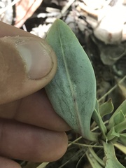 Penstemon pachyphyllus