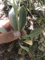 Penstemon pachyphyllus