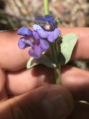Penstemon pachyphyllus