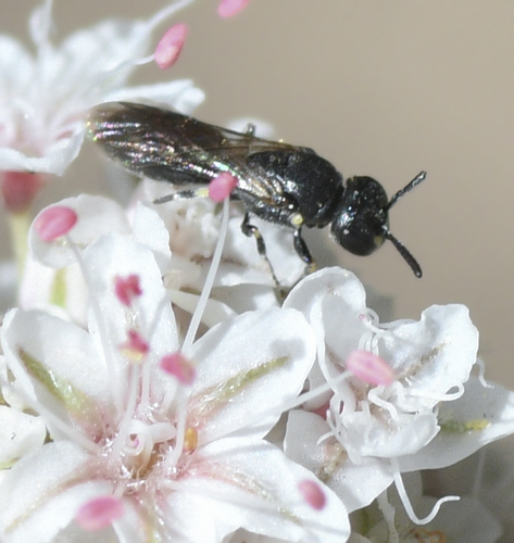 photo of Masked Bees (Hylaeus)