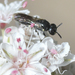 photo of Masked Bees (Hylaeus)