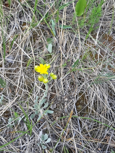woolly groundsel