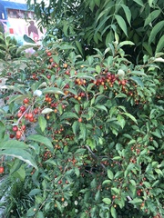 Elaeagnus multiflora