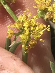 Oreoxis alpina