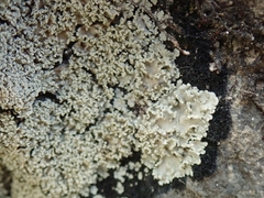 Pannaria athroophylla