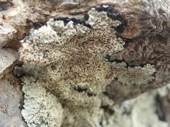 Pannaria athroophylla