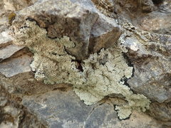 Pannaria athroophylla