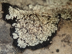 Pannaria athroophylla