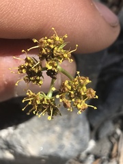 Oreoxis alpina