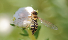 Toxomerus vertebratus