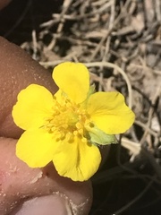 Potentilla concinna