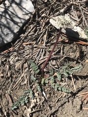 Lomatium nevadense