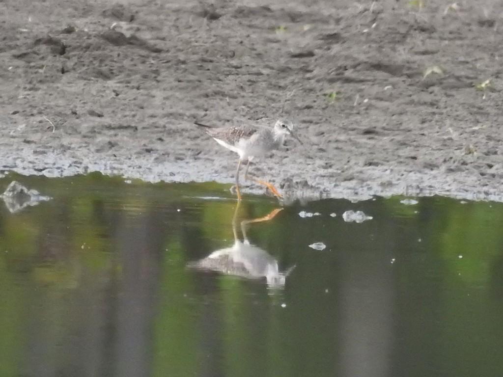 Shanks, Tattlers, and Allies in September 2018 by Donna J. Parry