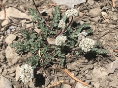 Lomatium nevadense