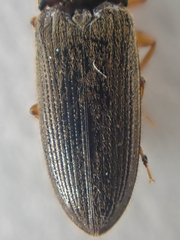 Horistonotus gracilis