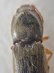 Horistonotus gracilis